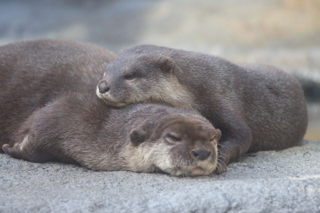 全国！コツメカワウソと触れ合える場所まとめ | カワウソLab