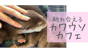 カワウソカフェ